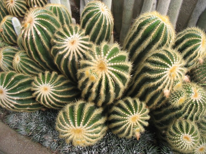 cactus