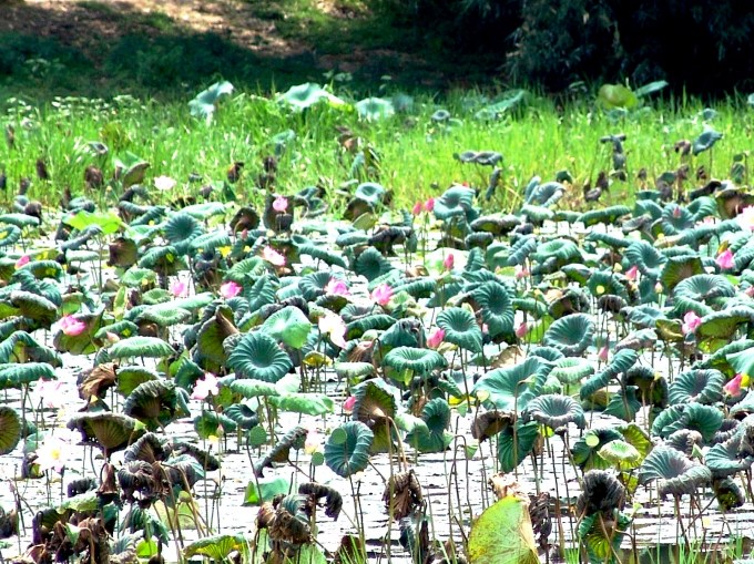 Lotus Pond
