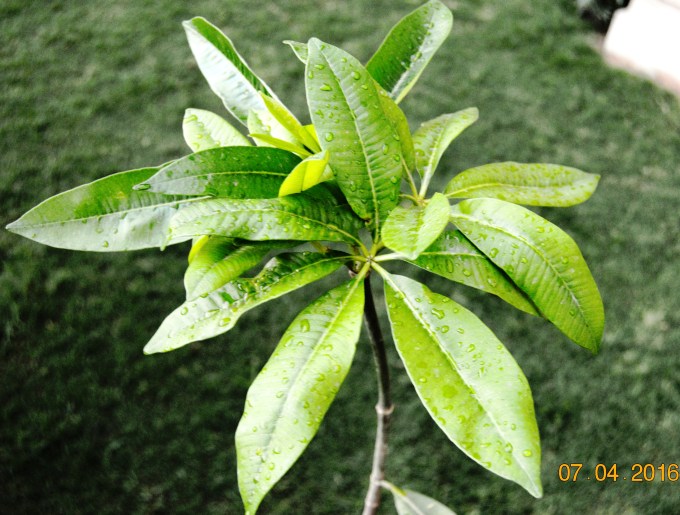 Raindrops on leaves1